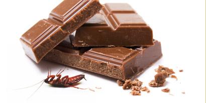 Imagem de Sua barra de chocolate contém, em média, 8 pedaços de barata no site TecMundo