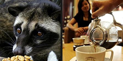 Imagem de Café mais caro do mundo vem de fezes de animais no site TecMundo