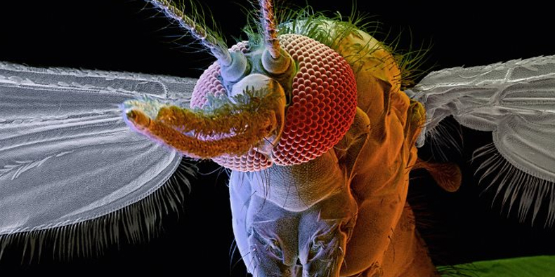 Imagem de Bill Gates: o mosquito é o animal mais mortífero do mundo no site TecMundo