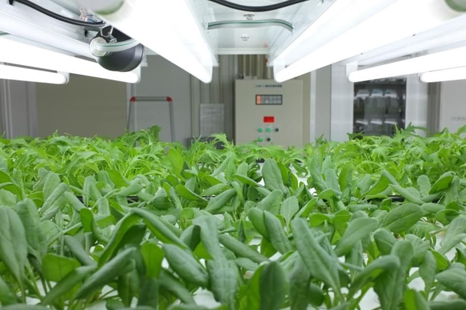 Imagem de Toshiba inicia produção de verduras que não precisam ser lavadas no site TecMundo