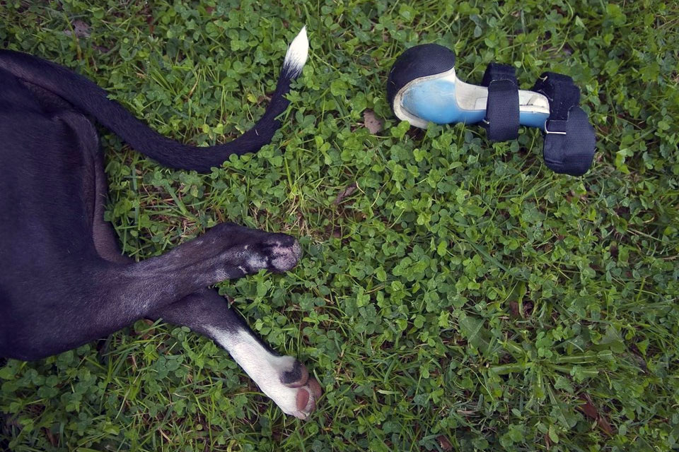 Imagem de Próteses animais: como elas podem beneficiar bichos e seres humanos? no tecmundo