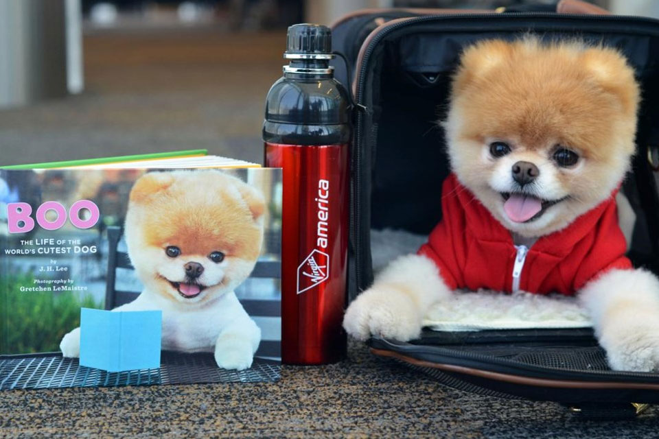 Imagem de Tem cachorro ganhando US$ 20 mil por postagem no Instagram no tecmundo