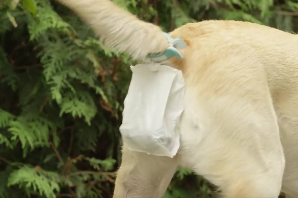 Imagem de Pois é! Alguém criou um sistema que coleta cocô de cachorro direto na fonte no tecmundo