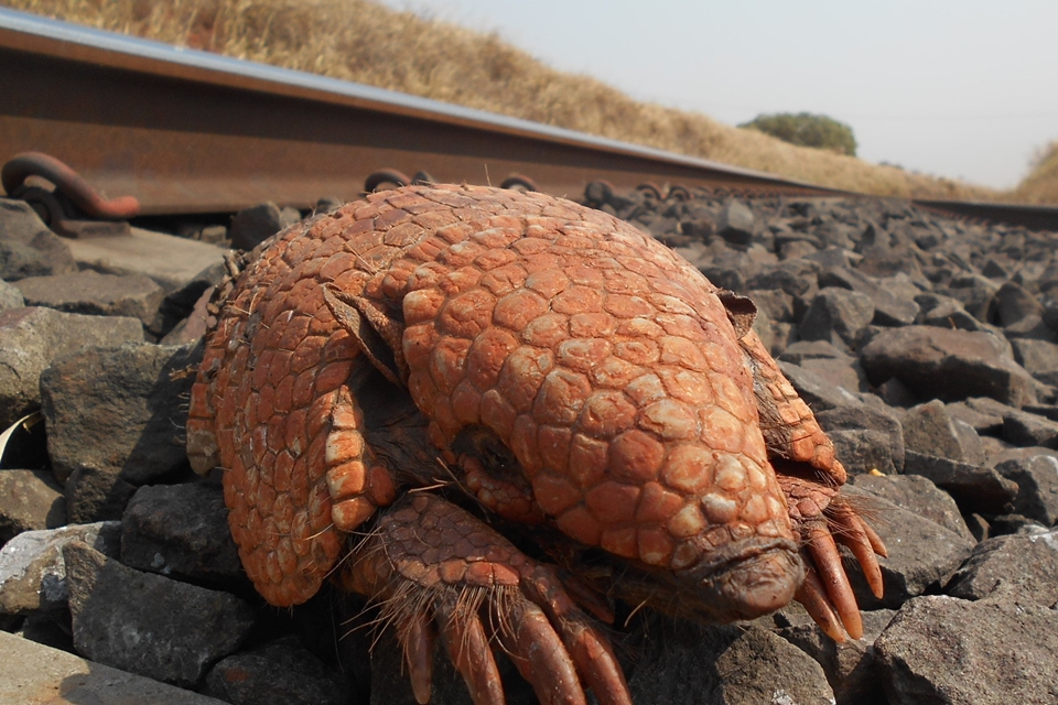Imagem de Aplicativo permite reportar atropelamentos de animais em linhas de trem no tecmundo