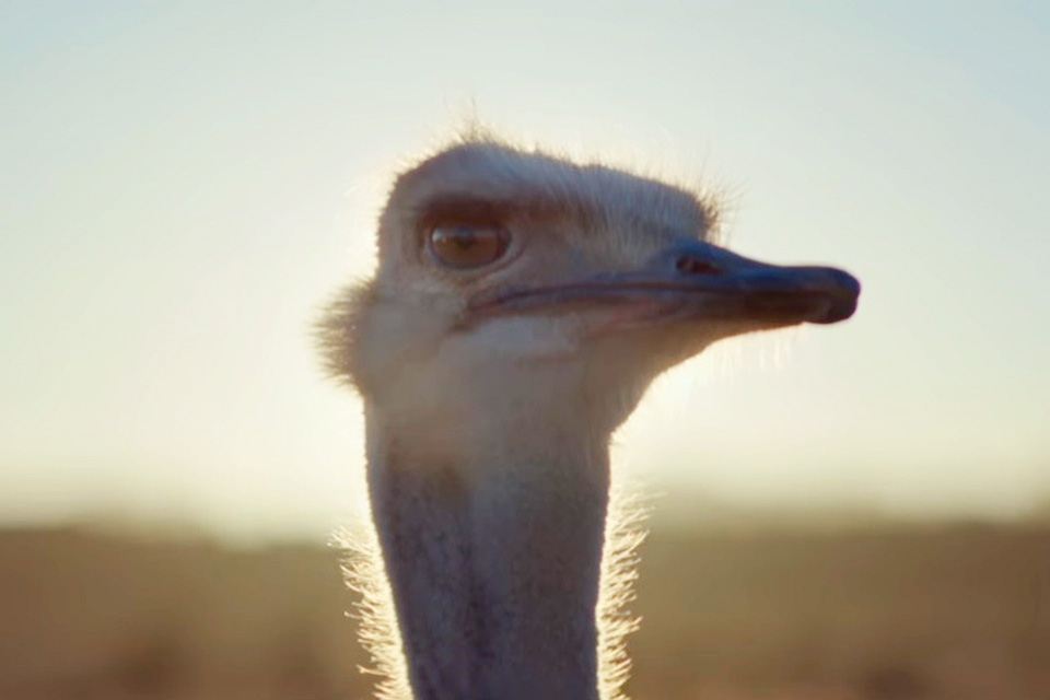 Imagem de Comercial do Gear VR com avestruz voando fatura sete prêmios em Cannes no tecmundo
