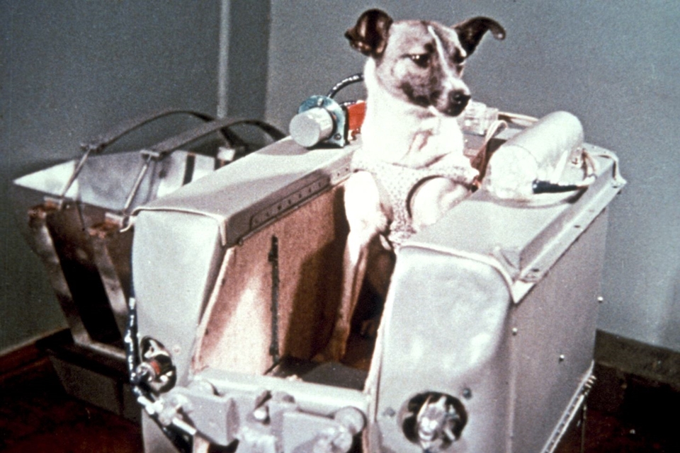 Imagem de Há 60 anos, a cachorra Laika morria sozinha em busca dos segredos do espaço no tecmundo