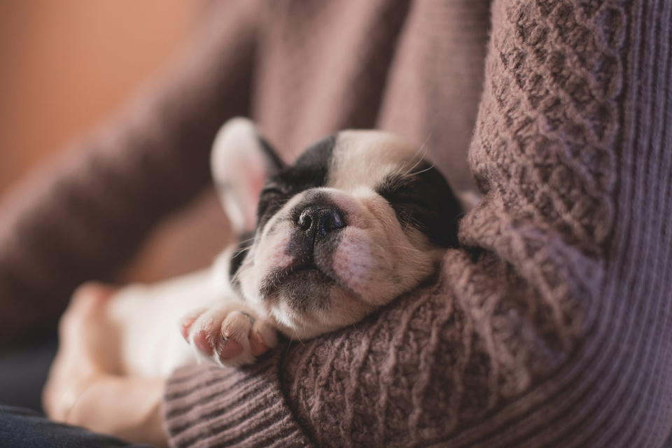 Imagem de Google dá 5 dicas para você tirar a melhor foto dos seus cachorros e gatos no tecmundo