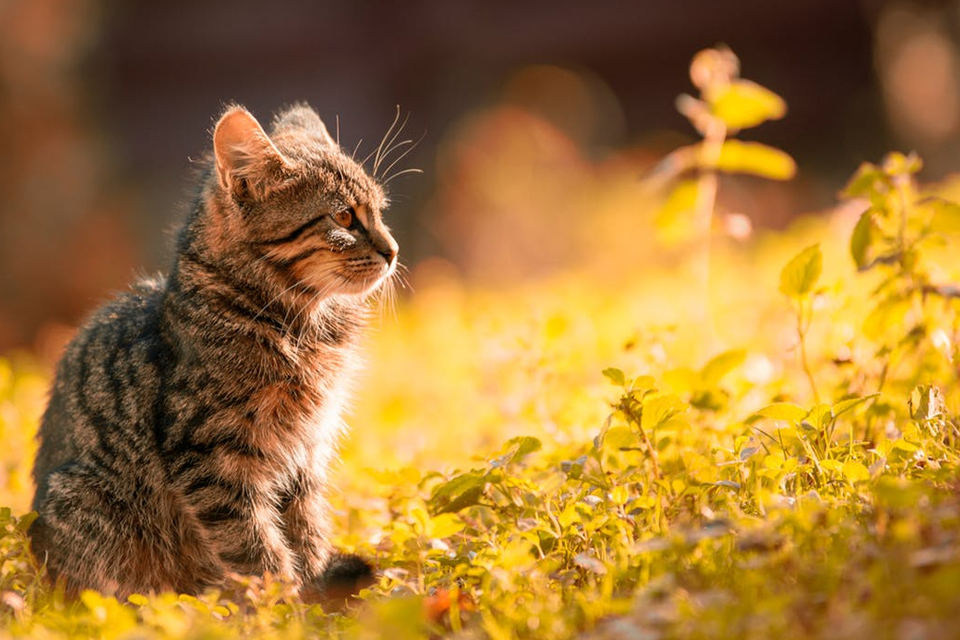 Imagem de Mojang cria concurso em que o gato vencedor se tornará skin em Minecraft no tecmundo